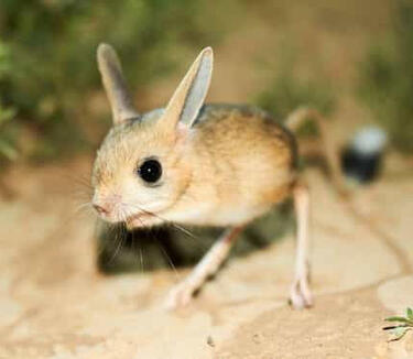 Jerboa