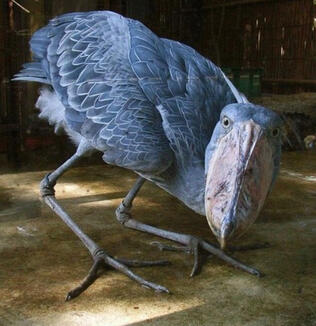 Shoebill