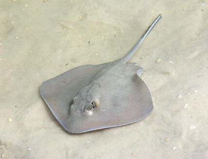 Sting Ray